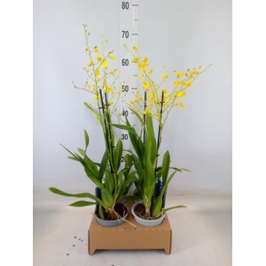 Oncidium   ...