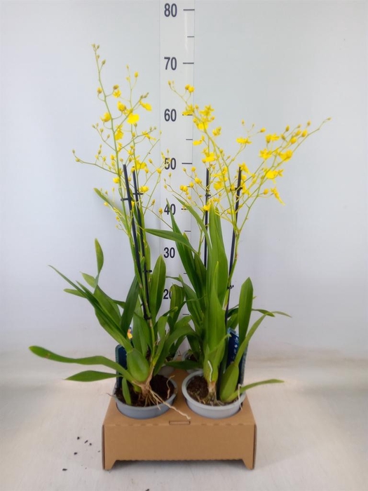 <h4>Oncidium   ...</h4>