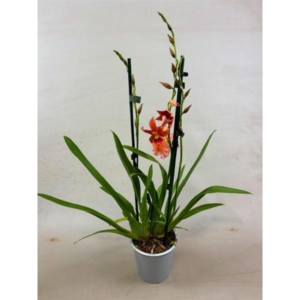 <h4>Cambria Nelly Orange 2tak</h4>