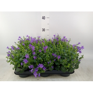 Campanula porten. 'Blueone'