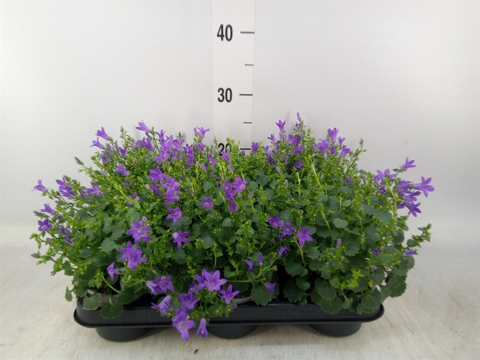 <h4>Campanula porten. 'Blueone'</h4>