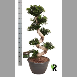 Ficus microcarpa 'Ginseng'