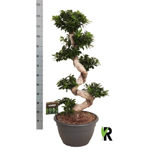 Ficus microcarpa 'Ginseng'