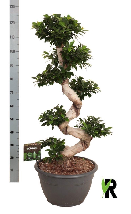 <h4>Ficus microcarpa 'Ginseng'</h4>