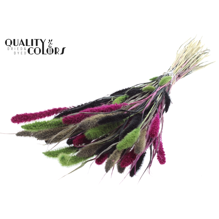 <h4>Setaria per bunch Colourful 8</h4>