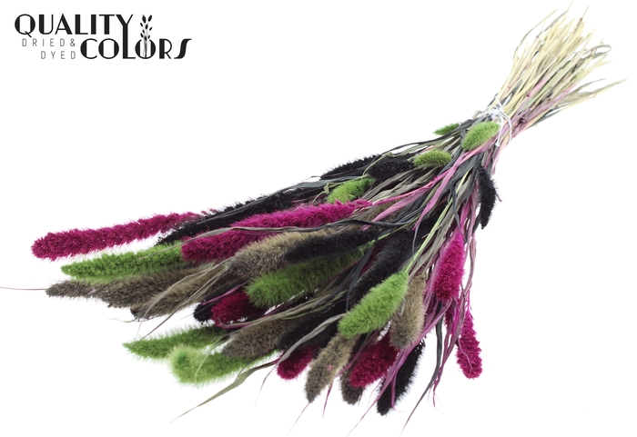 Setaria per bunch Colourful 8