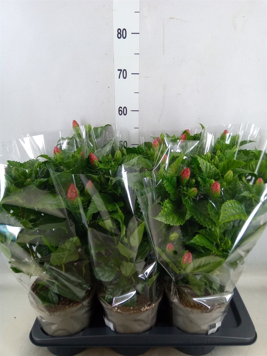 <h4>Hibiscus rosa-sin. 'Sunny Bordeaux'</h4>