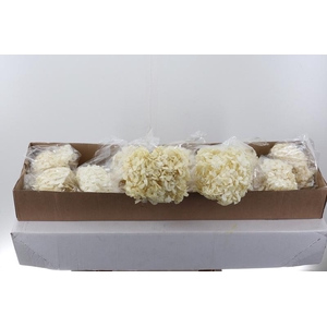 Hydr Preserved White Jumbo