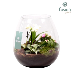 Glazen vaas met Phalaenopsis