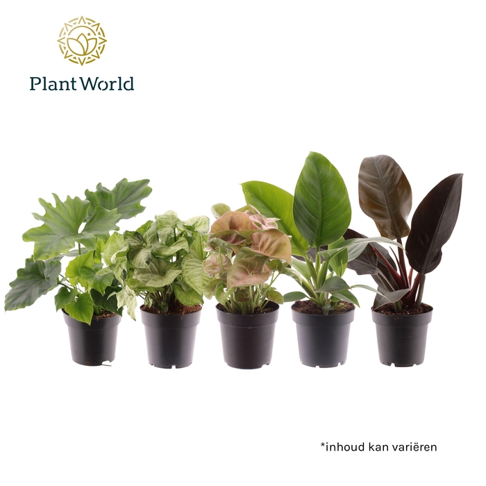 <h4>Ov Kamerplanten Gemengd Feel Green</h4>