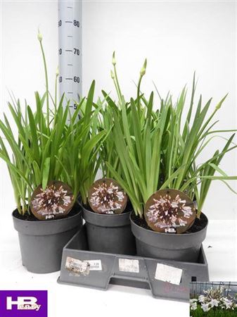 <h4>Agapanthus Corinne White 2+</h4>