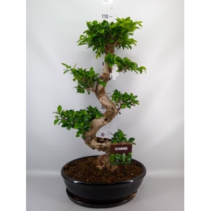 Ficus microcarpa 'Ginseng'