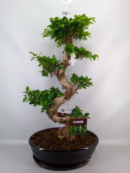 <h4>Ficus microcarpa 'Ginseng'</h4>