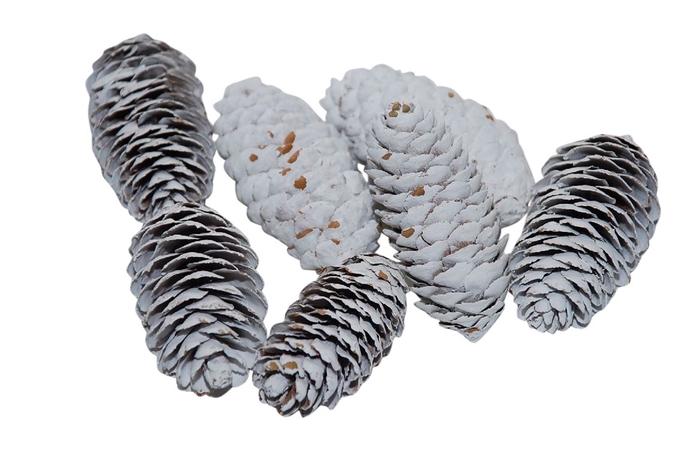 Pinecone Spruce 150g L6