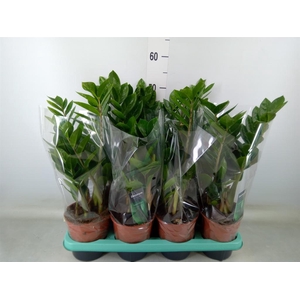 Zamioculcas zamiifolia