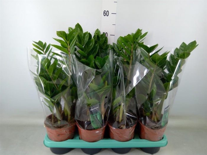 <h4>Zamioculcas zamiifolia</h4>