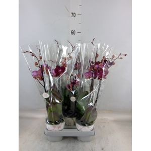 Phalaenopsis multi. 'Ant Cartagena'
