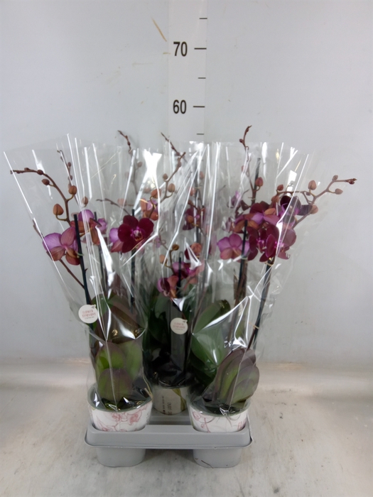<h4>Phalaenopsis multi. 'Ant Cartagena'</h4>