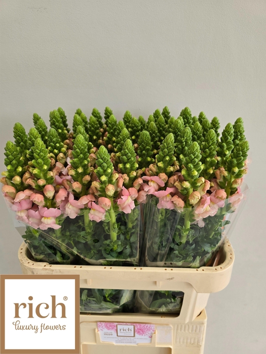 <h4>ANTIR AVIGNON PINK</h4>