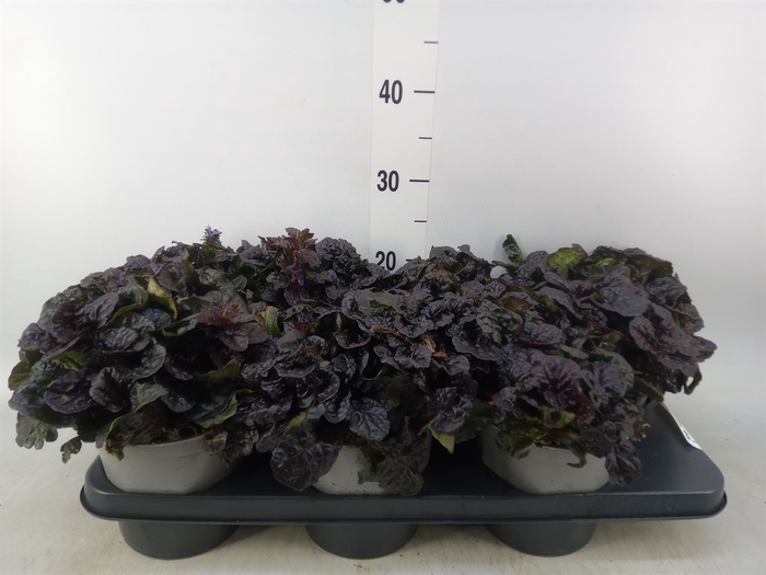 <h4>Ajuga Feathered Friends Noble Night</h4>