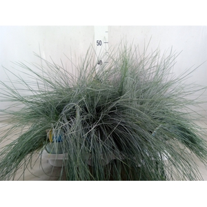 Festuca glauca 'Intens Blue'