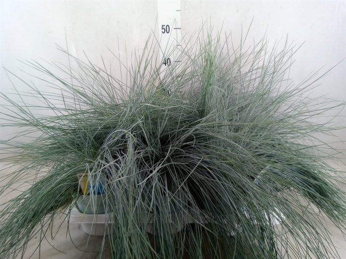 <h4>Festuca glauca 'Intens Blue'</h4>