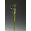 Speargrass 120cm