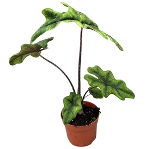 Alocasia