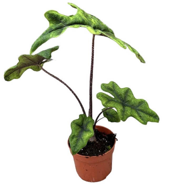 Alocasia