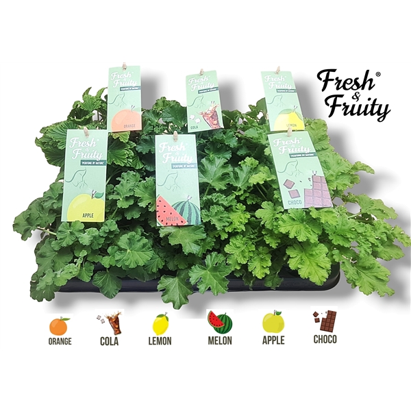 <h4>Pel. Fresh&Fruity® Mixtray</h4>