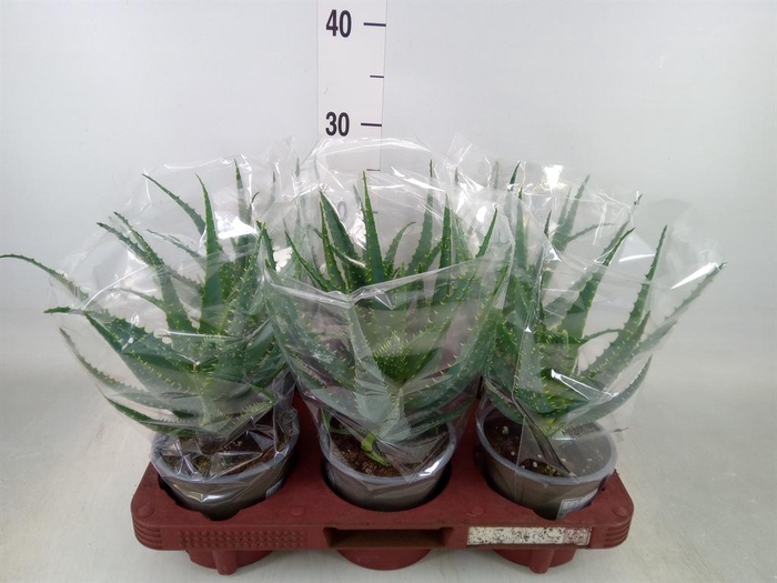 <h4>Aloe arborescens</h4>