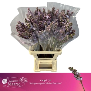 SYR V MICHEL BUCHNER