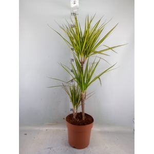 Dracaena marg. 'Sunray'