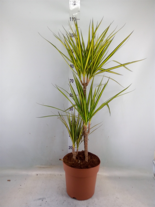 <h4>Dracaena marg. 'Sunray'</h4>