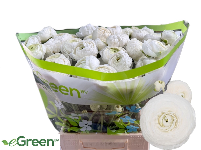 <h4>RANUNCULUS OV</h4>