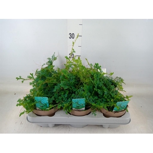 Selaginella uncinata 'Peacock'