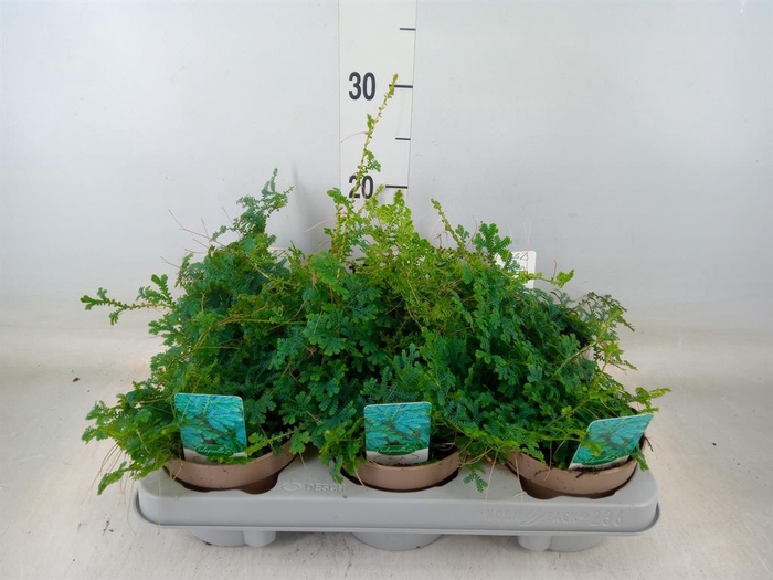 <h4>Selaginella uncinata 'Peacock'</h4>