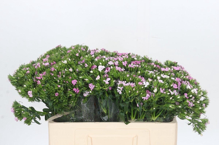 <h4>Dianthus Br Amazon Rose Magic</h4>