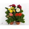 Gerbera 2+ cutie in frosted hoes