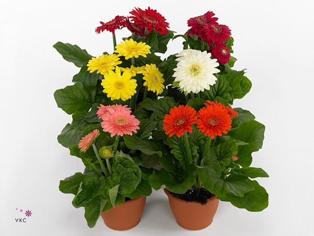 Gerbera 2+ cutie in frosted hoes