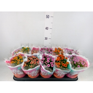 Chrysanthemum 'Jellyfish' ...mix