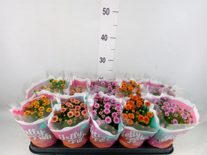 <h4>Chrysanthemum  'Jellyfish'   ...mix</h4>