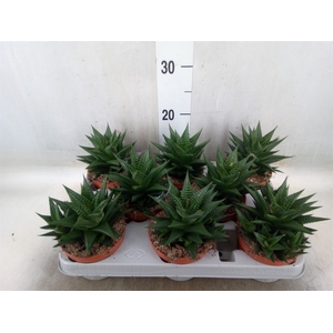 Haworthia limifolia