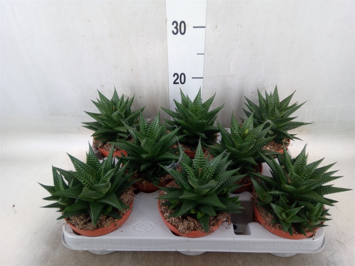 <h4>Haworthia limifolia</h4>