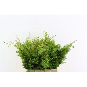 Chamaecyparis Pisifera Plumosa