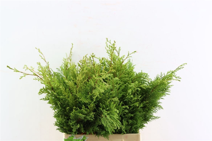 <h4>Chamaecyparis Pisifera Plumosa</h4>