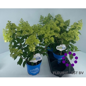 HYDR PA BLOOM STRATU