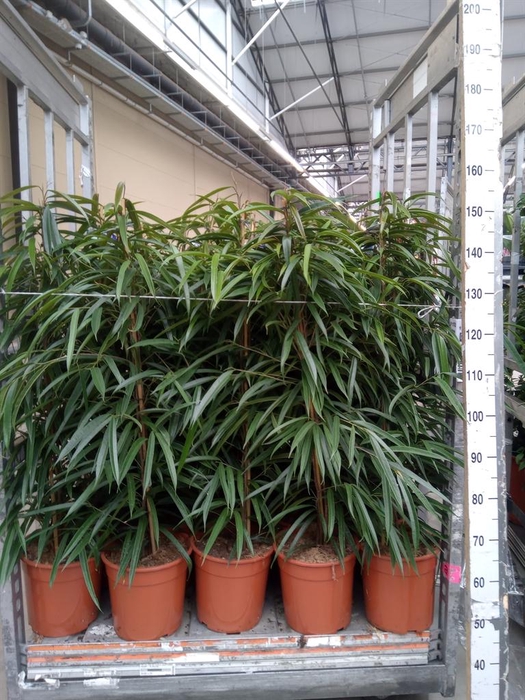 <h4>Ficus binn. 'Alii'</h4>