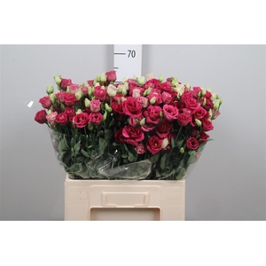 Eus G Arosa Red 65cm
