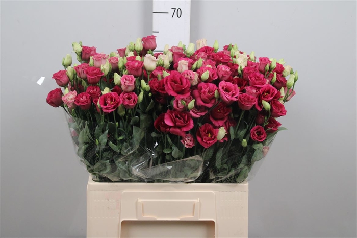 <h4>Eus G Arosa Red 65cm</h4>